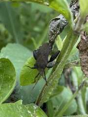 Piezogaster calcarator