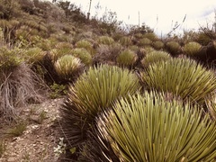 Agave striata striata