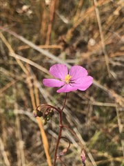Drosera barrettiorum