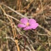 Drosera barrettiorum - Photo (c) susie_kimberleyflora, algunos derechos reservados (CC BY-NC)