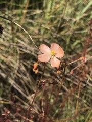 Drosera aurantiaca