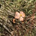 Drosera aurantiaca - Photo (c) susie_kimberleyflora, algunos derechos reservados (CC BY-NC)