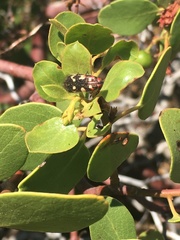 Acmaeodera plagiaticauda