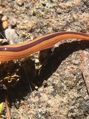 Australopacifica regina