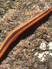 Australopacifica regina