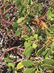 Acmaeodera plagiaticauda