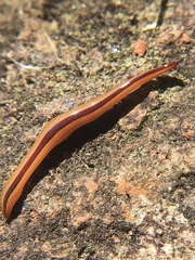 Australopacifica regina