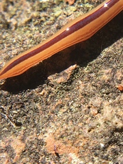 Australopacifica regina