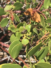 Acmaeodera plagiaticauda