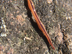 Australopacifica regina