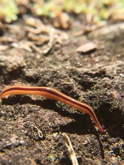 Australopacifica regina