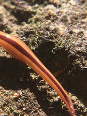 Australopacifica regina