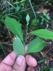 Styrax americanus