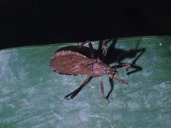 Lisarda rhypara