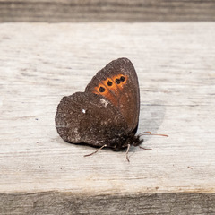 Erebia mancinus