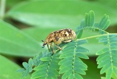 Protaetia chaminadei