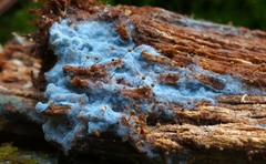 Byssocorticium atrovirens