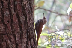 Lepidocolaptes leucogaster