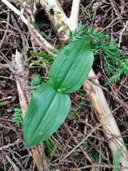 Neottia banksiana
