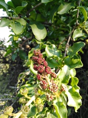 Anisomeria littoralis