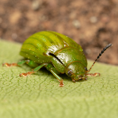 Calomela pallida