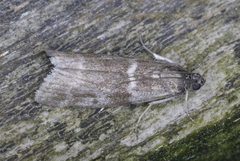 Pyla fusca