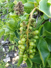 Anisomeria littoralis