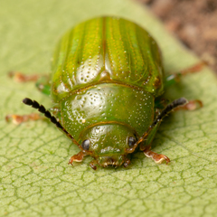 Calomela pallida