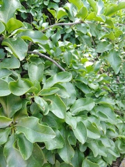 Anisomeria littoralis