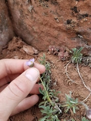 Erigeron leiomerus
