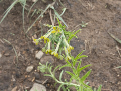 Lithospermum strictum