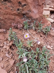 Erigeron leiomerus