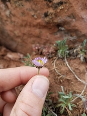 Erigeron leiomerus