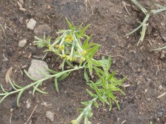 Lithospermum strictum