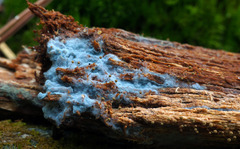 Byssocorticium atrovirens