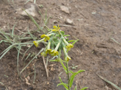 Lithospermum strictum