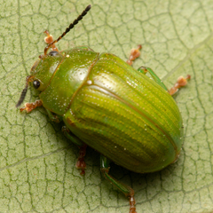 Calomela pallida