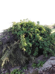 Anisomeria littoralis