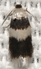 Stigmella nigriverticella