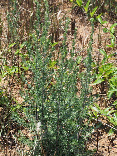 Image of Artemisia lancea by no rights reserved