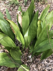 Aspidistra elatior