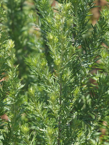 Image of Artemisia lancea by no rights reserved