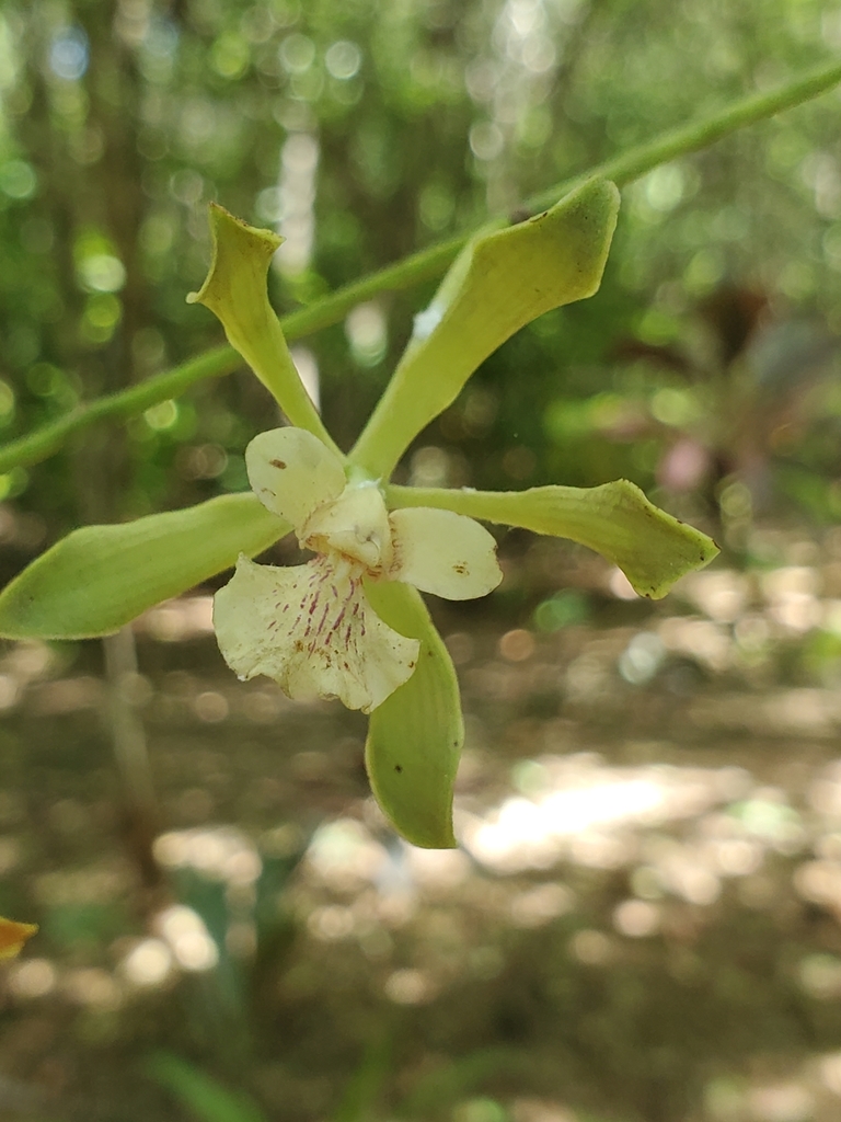 Encyclia belizensis