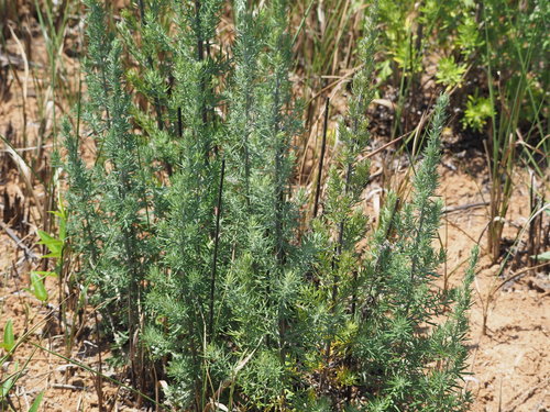 Image of Artemisia lancea by no rights reserved