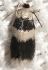 Stigmella nigriverticella