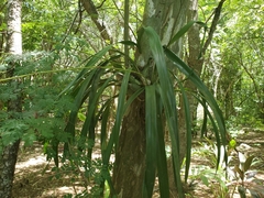 Encyclia belizensis, photograph Trevor Harding, CC BY, iNaturalist via GBIF
