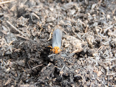 Gnamptonychia ventralis