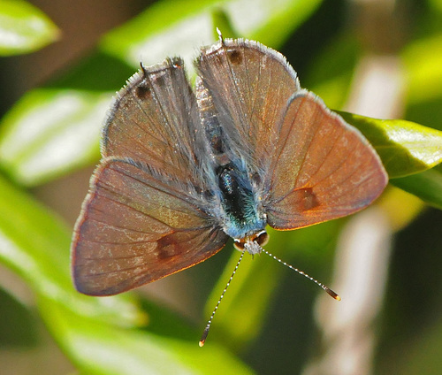 Mallow Scrub-Hairstreak