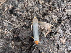 Gnamptonychia ventralis