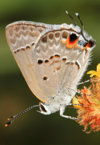 Mallow Scrub-Hairstreak